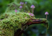 ¿Qué determina cuánta vida puede soportar un ecosistema?