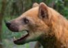 Nueva especie de perro-oso del Mioceno medio