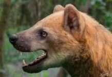 Nueva especie de perro-oso del Mioceno medio