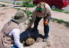 Cumple Marco Bonilla con áreas verdes: mantiene Municipio reforestaciones en la ciudad