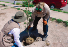 Cumple Marco Bonilla con áreas verdes: mantiene Municipio reforestaciones en la ciudad