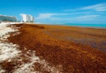 Apuestan a más barcos y barreras para evitar sargazo en QR