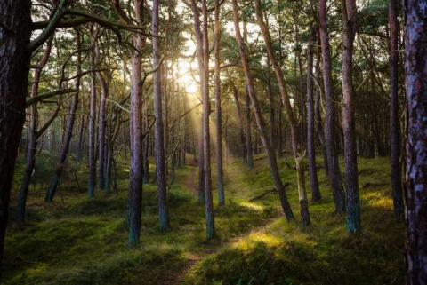 thum_3972_ma_frank-forest-7311484
