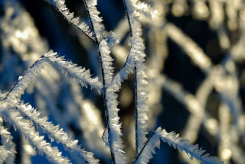 thum_8572_sergei_spas-twig-8419709