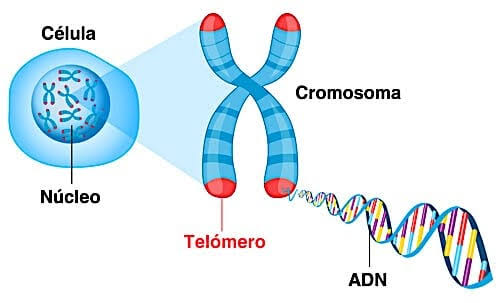 tri
