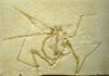 El secreto de los dinosaurios que aprendieron a volar