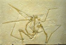 El secreto de los dinosaurios que aprendieron a volar