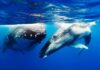 Descubren similitudes de los cantos de aves y ballenas con el lenguaje humano