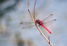Cómo la evolución del vuelo transformó a los insectos en los reyes del planeta
