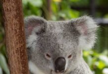 Cómo el aislamiento de Australia moldeó la evolución única de los marsupiales