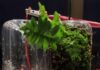 Cómo las bacterias depuran el agua y generan electricidad a la vez