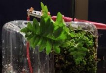 Cómo las bacterias depuran el agua y generan electricidad a la vez