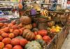 Llegó la temporada de Calabazas