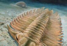 Los primeros ojos compuestos cambiaron para siempre los océanos del Paleozoico