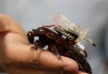 Cíborgs de cucaracha capaces de inyectar medicamentos a gente atrapada bajo escombros