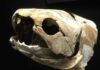 Mandíbulas pioneras en el reino animal