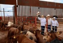 Listas, primeras 750 reses para cruce