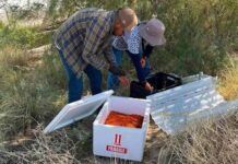 Liberan 106.8 millones de moscas estériles en Chihuahua y Sonora