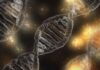 Cómo funciona la evolución en genes, individuos y grupos simultáneamente