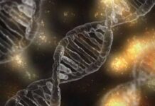 Cómo funciona la evolución en genes, individuos y grupos simultáneamente