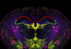 Descubren en la corteza cerebral neuronas que inducen a dormir