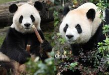 Anuncia Xi llegada de dos pandas al zoológico de Atlanta