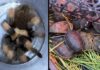 Aseguran tortugas y tarántulas en camión de pasajeros en Chihuahua