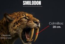 Cómo el Smilodon abría su mandíbula 120 grados sin dislocársela