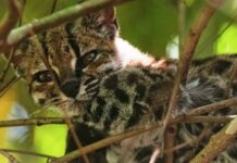 Cuidan en Bolivia a Tigrino, gato silvestre recién descubierto