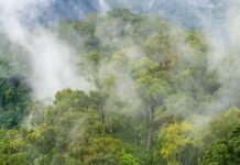 Cómo la deforestación a gran escala altera el ciclo del agua y apaga las nubes