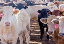 Suspende Sonora exportación a EU; sospechan fiebre aftosa